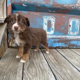 Boy 4 - Red tri male Miniature Australian Shepherd puppy in Ellsworth, Kansas from Flying H Mini Aussies