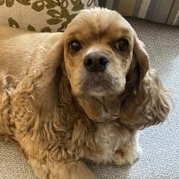 Khloe - Cocker Spaniel