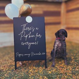 Willow - German Shorthaired Pointer