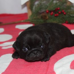 Racer - Black male Pug puppy in Tuscola, Illinois from Dream on puppies
