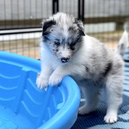 Collie and Companion Cross Puppies from Dreamdale Companions