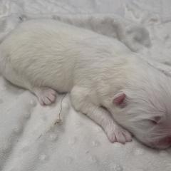 Red - White female Samoyed puppy in Salem, Utah from Happy Valley Sammies