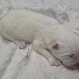 Red - White female Samoyed puppy in Salem, Utah from Happy Valley Sammies