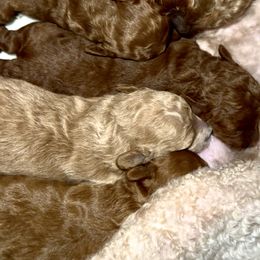 Poodle Puppies from Chamberland Poodles