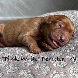 Demeter - Dark golden female Golden Retriever puppy in Weston, Missouri from Love is Golden