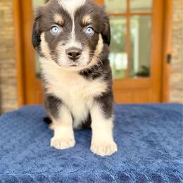 Endy - Black & white female Australian Shepherd puppy in Jacksonville, Florida from Autumn's Aussies