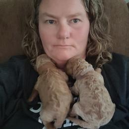 Goldendoodle Puppies from 3 Willows Goldendoodles