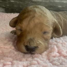 Cinnamon - Red female Cavapoo puppy in Camden, Michigan from FurEver Friends Finder