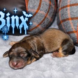 Binx - Cream male Dachshund puppy in Crestview, Florida from Neverending Dachies