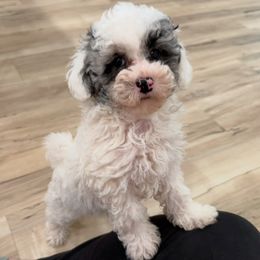 Cockapoos, Goldendoodles, and Poodles from Painted Rose Poodles and Doodles
