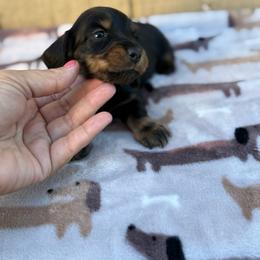 Black and tan longhair male - Black and tan male Dachshund puppy in Manteca, California from Sweet and Low Dachshunds