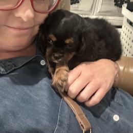 Cavalier King Charles Spaniel Puppies from 5dubs Cavaliers