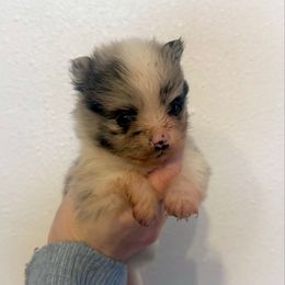 Prancer - Blue merle female Pomeranian puppy in Stroud, Oklahoma from Laik’s Little Shihtz & Poms