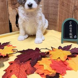 Cassie - Blue merle female Aussiedoodle puppy in Lavonia, Georgia from H & A Kennels