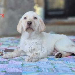 Frank - Yellow male Labrador Retriever puppy in Rogue River, Oregon from PNW Labradors