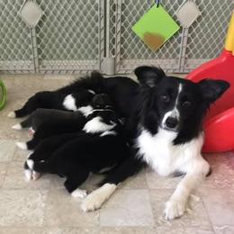 Border Collie Puppies from Top Notch Border Collies