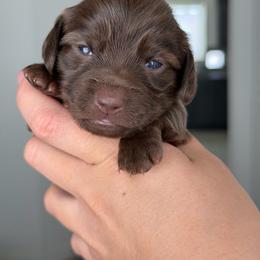 Solid Chocolate, Mismark Longhair Female - Chocolate female Dachshund puppy in El Paso, Texas from IVK9's Dachshunds