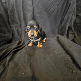 Bear - Black and tan male Dachshund puppy in Ft Dodge, Iowa from Secret Reality
