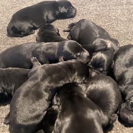 5th Girl - Black female Labrador Retriever puppy in Decatur, Indiana from Sporting Ridge K9’s