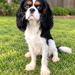 Ruth - Cavalier King Charles Spaniel
