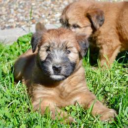 Ash - Wheaten male Soft Coated Wheaten Terrier puppy in Kirksville, Missouri from Ironwood Ridge Kennels