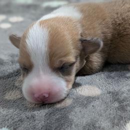 Bluie sable merle (dilute) boy - Sable merle and white male American Corgi puppy in Loretto, Kentucky from Duncan's Border Collies and Corgis