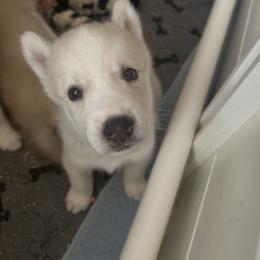 Cloud - Sable and white male Siberian Husky puppy in Bangs, Texas from Final Siberians