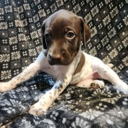 9 - Bella - Liver and white female German Shorthaired Pointer puppy in Meriden, Kansas from Hull's GSPs