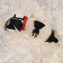 Mr. Red - Black and white male Schnoodle puppy in Leitchfield, Kentucky from Eveleigh Acres Puppies