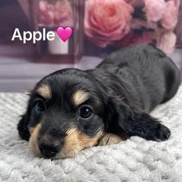 Apple - Black and cream female Dachshund puppy in Jena, Louisiana from Amy’s Mini Doxies