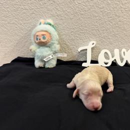 Pera - Cream female Dachshund puppy in Fairfield, California from Dawson Creek Doxies