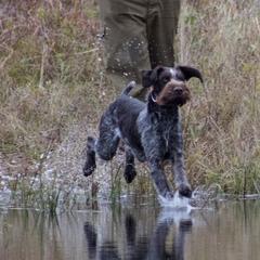 German Wirehaired Pointer Puppies from Backwoods Kennels