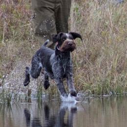 German Wirehaired Pointer Puppies from Backwoods Kennels