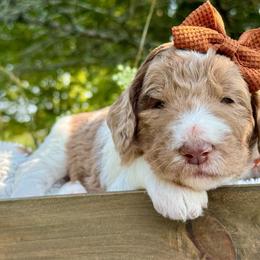 Brown - Merle female Goldendoodle puppy in Hesperia, Michigan from Red Acres Poodles & Doodles