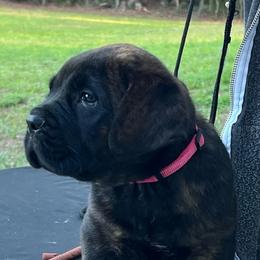 Pink collar - Chestnut brindle female Cane Corso puppy in New Smyrna Beach, Florida from Gator Country Canè Corsos