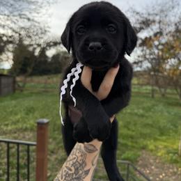 White - Black female Labrador Retriever puppy in Escalon, California from Hansen Retrievers