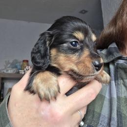 ExB blk and tan longhair boy - Black and tan male Dachshund puppy in Declo, Idaho from Dozendachs