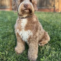 Birch - Australian Labradoodle