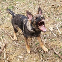 German Shepherd All Grown Up from Z Tykev Vino LLC