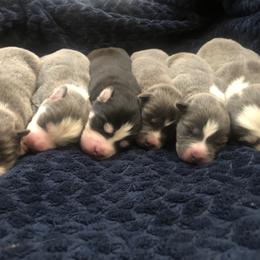 Pomsky Puppies from Paris Pomskies