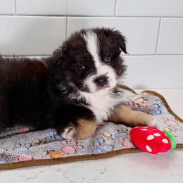 Blue collar - Black tri male Miniature Australian Shepherd puppy in Brooker, Florida from Triple Branch Aussies
