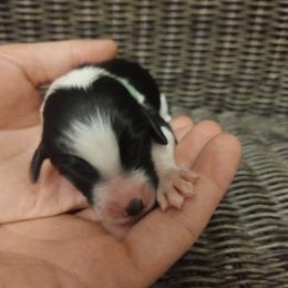 Goldendoodle, Golden Retriever, and Sheepadoodle Puppies from Guppy Puppies