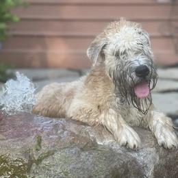 Bruno - Soft Coated Wheaten Terrier