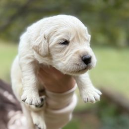 Tara - Light golden female Golden Retriever puppy in Warrenton, Virginia from Four Lochs LLC