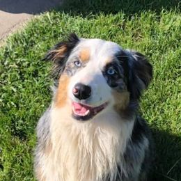 Australian Shepherds from Humboldt Aussies