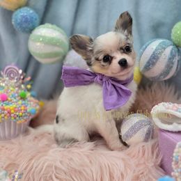 Spook 4000 - Merle male Chihuahua puppy in Piqua, Kansas from Cute As A Cupcake Chihuahuas