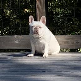 Julep - French Bulldog