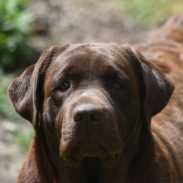 Hannah - Labrador Retriever