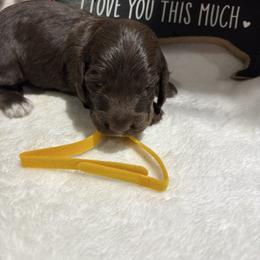 Chocolate male white spot on chest - Chocolate male Dachshund puppy in Pleasant Plains, Arkansas from JGBs Dachshunds