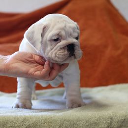 Bulldog Puppies from Winehaus Bulldogs